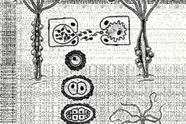 Kraken market3