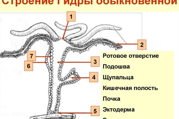 Kraken россия